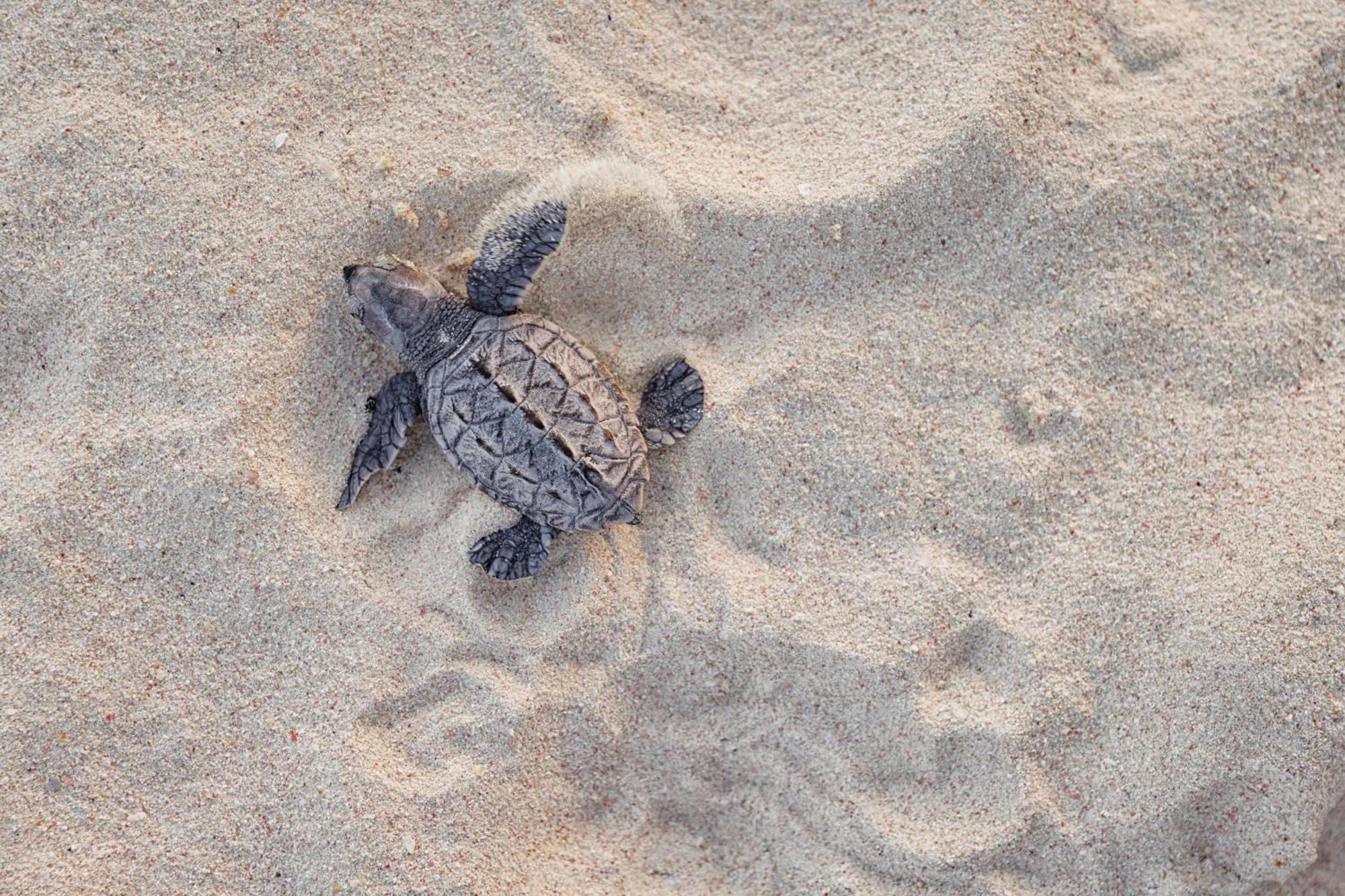 Sandals Barbados All Inclusive - Couples Only (Adults Only) Christ Church Bagian luar foto